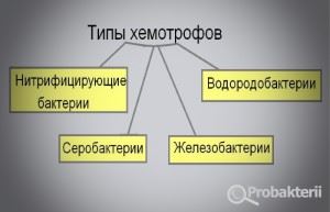 Exemple chimosintetice de bacterii