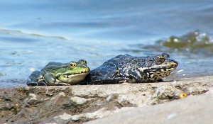 Sângele și broaștele de animale cu sânge rece