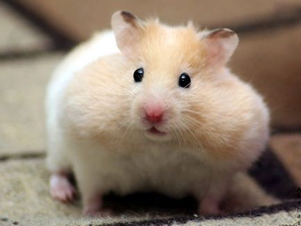 Hamsterul cu obrajii plini, un hamster obraznic, pungi de obraz