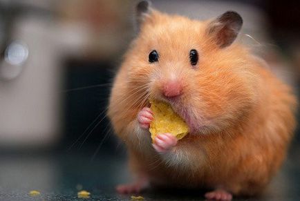 Hamsterul cu obrajii plini, un hamster obraznic, pungi de obraz