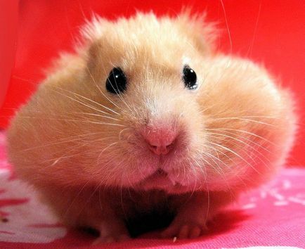 Hamsterul cu obrajii plini, un hamster obraznic, pungi de obraz