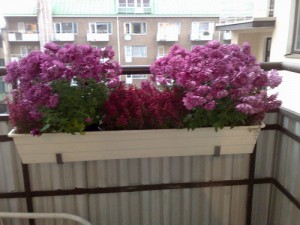 Хризантеми на балконі