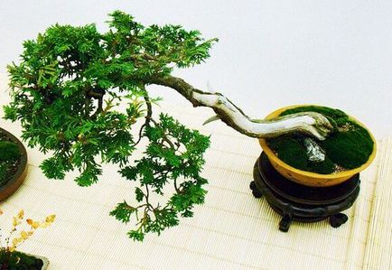 Conifere bonsai brad și thuja în creștere la domiciliu, video și fotografii