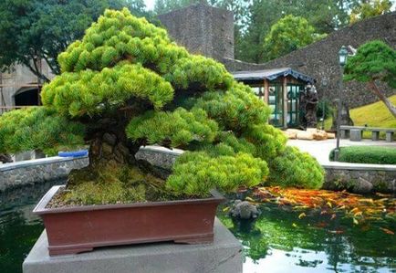 Conifere bonsai brad și thuja în creștere la domiciliu, video și fotografii