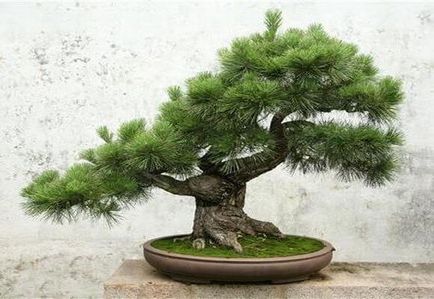 Fenyő bonsai luc és arborvitae növekvő otthon, videó és fotók