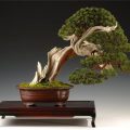 Conifere bonsai brad și thuja în creștere la domiciliu, video și fotografii