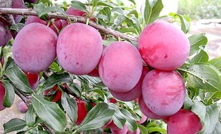 Arborele de mere pentru Siberia - plantare, reproducere, îngrijire, inoculare_
