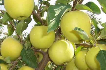Яблуня голден делішес опис фото