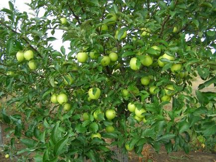 Copacul de aur al arborelui de mărginire descrie fotografia