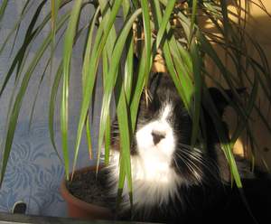 Отруйні для кішок рослини