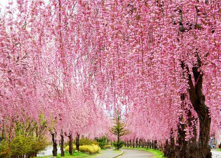 Festivalul japonez tradițional de tanabata • yumenohikari