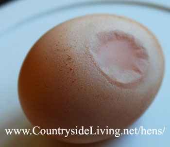 Яйця без шкаралупи у курей, причини