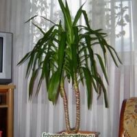Yucca fotó (fotók) Yucca fotó