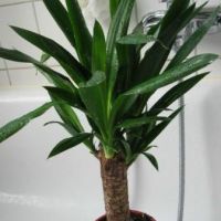 Yucca fotó (fotók) Yucca fotó