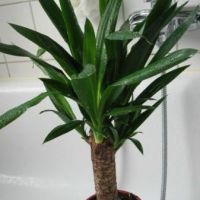 Imagini Yucca