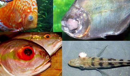 Eye betegség akváriumi halak, a fénysorompót betegség akváriumi halak, szaruhártya fekélyek, duzzanat