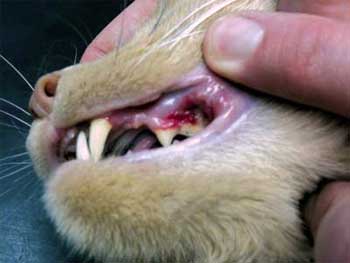 Boala parodontală la pisici
