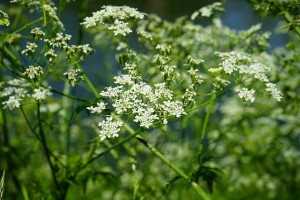 Hemlock billet