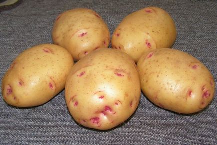 Жовтий картопля з жовтою м'якоттю характеристика сортів