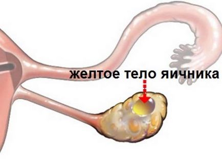 Corpul galben din ovar este ceea ce este când apare în stânga, în dreapta