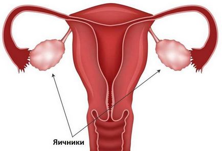 Corpul galben din ovar este ceea ce este când apare în stânga, în dreapta