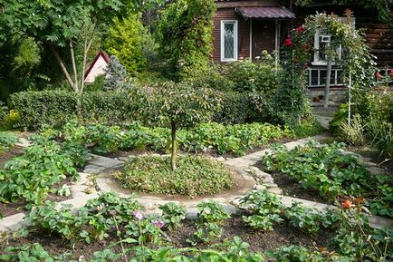 Живоплоти і зелені кімнати саду в ландшафтному дизайні, фото зелених кімнат з рослин