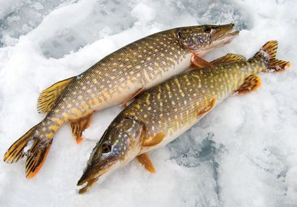 Téli donk a kezüket a téli halászat az alsó fogaskerék