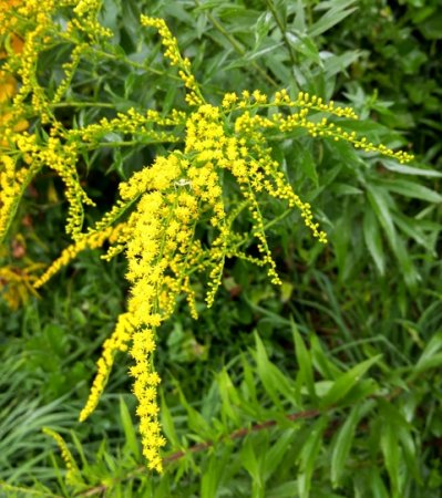 Goldenrod aterizare și îngrijire