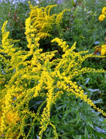 Goldenrod aterizare și îngrijire