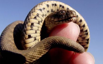 10 Найпоширеніших міфів про зміїв, fresher - найкраще з рунета за день!