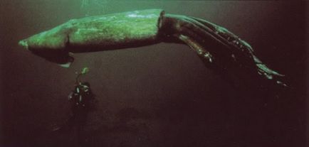 10 Cele mai infricosatoare creaturi de mare adâncime (22 fotografii)