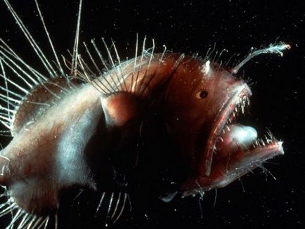 10 Cele mai infricosatoare creaturi de mare adâncime (22 fotografii)