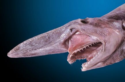 10 Cele mai infricosatoare creaturi de mare adâncime (22 fotografii)