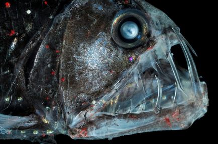 10 Cele mai infricosatoare creaturi de mare adâncime (22 fotografii)
