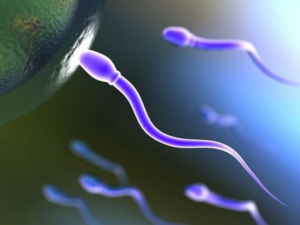 13 Fapte curioase despre spermatozoizi