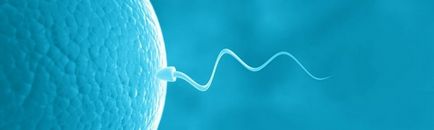 13 Цікавих фактів про сперматозоїди