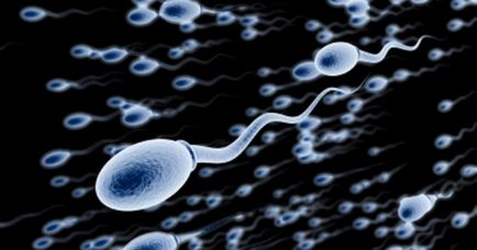 13 Цікавих фактів про сперматозоїди
