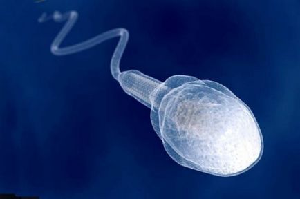 13 Fapte curioase despre spermatozoizi