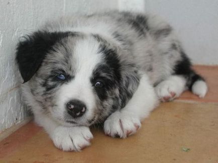 20 állatok színű szemek (20 fotó) (több színű) 20 állatok színű szemek (20 fotó)