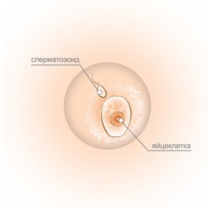 2 săptămâni de semne de sarcină, fotografie, abdomen, uzi