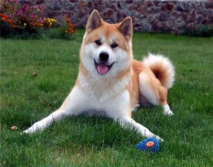 Akita Inu - enciclopedie de rase canine