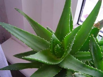 Aloe cu miere pentru prescripție de stomac, contraindicații