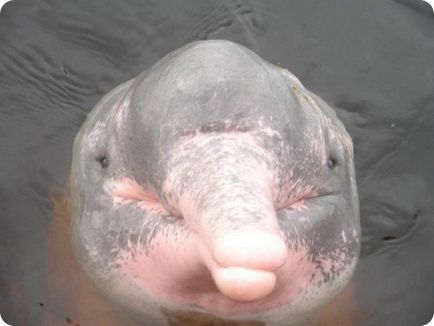 Delfinul amazonian