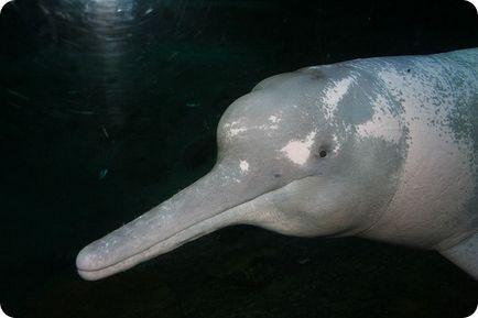 Амазонский дельфін