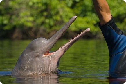 Delfinul amazonian