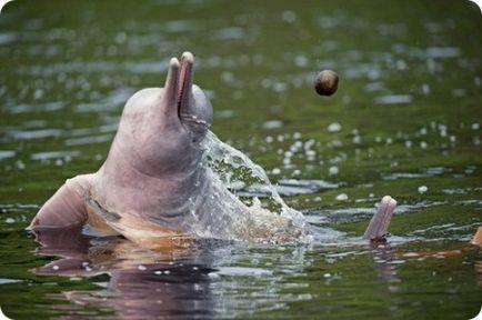 Delfinul amazonian - sursa bunei dispoziții