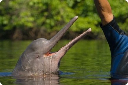 Delfinul amazonian - sursa bunei dispoziții