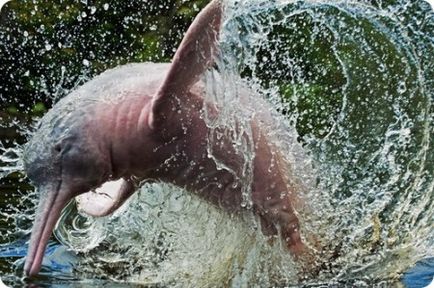 Амазонский дельфін - джерело гарного настрою