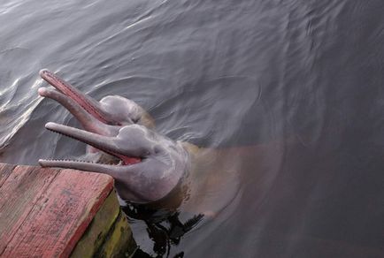 Delfinul amazonian poartă un miracol