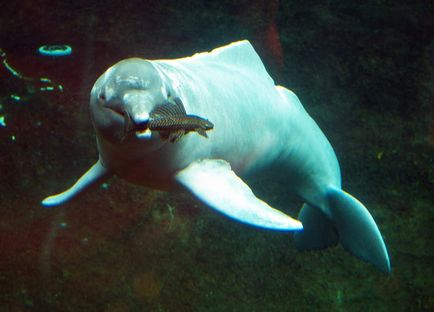 Delfinul amazonian poartă un miracol